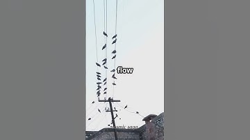 Why Don’t Birds Get Electrocuted on Power Lines? ⚡