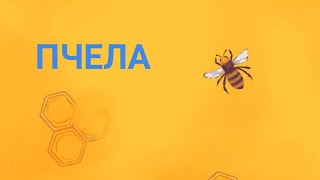 Прохождение Игры для Кошек Пчела