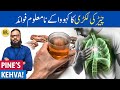 Chir Ki Lakri Ka Kehva Ke Fayde Istemal Pinewood Tea For Lungs Joints Dr Ibrahim