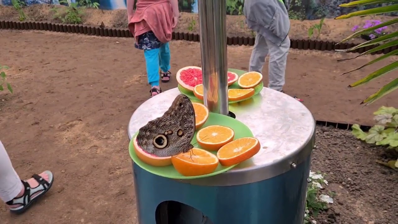 Motylarnia Karwia 🙂🙂🙂