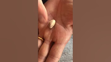 How to shell a closed pistachio - Come sgusciare un pistacchio chiuso