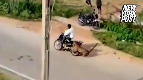 Shocking footage shows leopard attacking biker, terrorizing villagers | New York Post