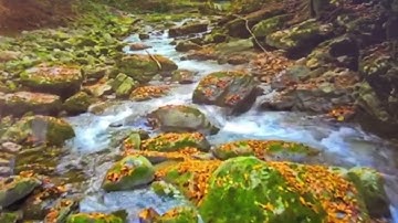 سوره الصافات من الايه 113 الى اخر السوره بروايه الامام ورش عن نافع@