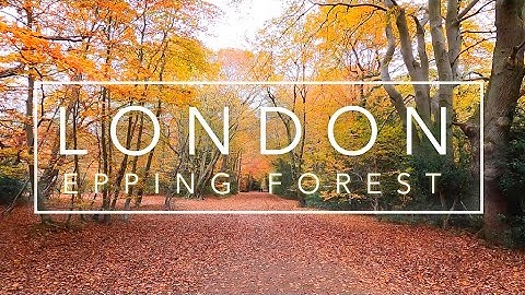 LONDON virtual run | Virtual FOREST run | Virtual running videos for treadmill 4K | Running scenery
