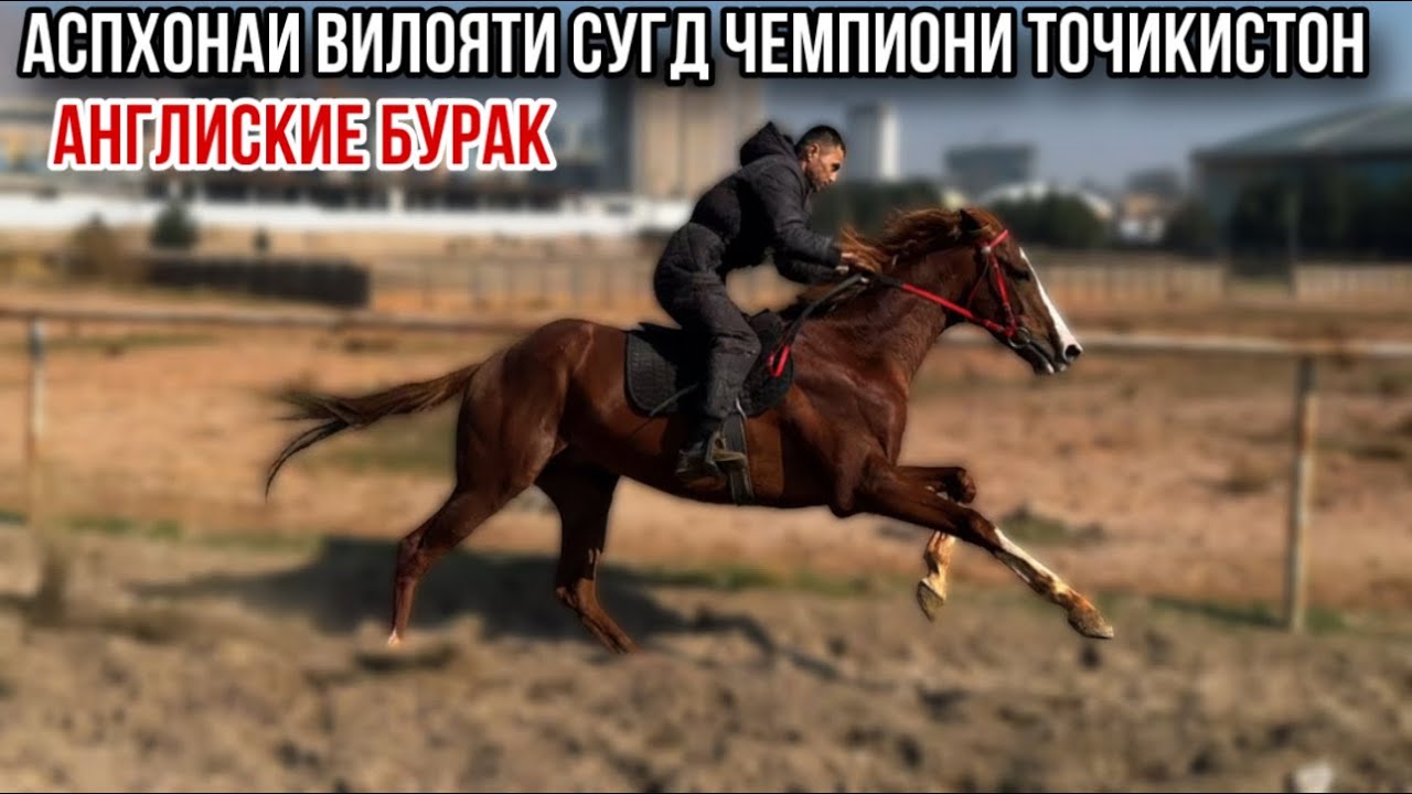 Чемпион Бурак 20 февраля 2026 г.