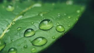 Painting DEW DROPS with Golden OPEN Acrylics