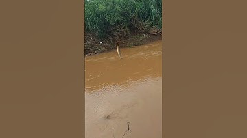 nay ít nhưng hàng chất lượng #caucachachsuoi #caucagiaitri #caucatunhien #fishing