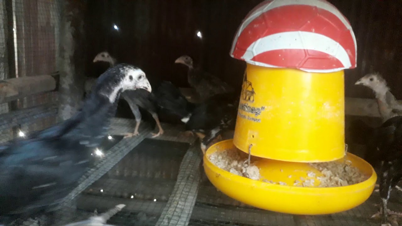 Peternak Ayam Kampung Pemula 1 