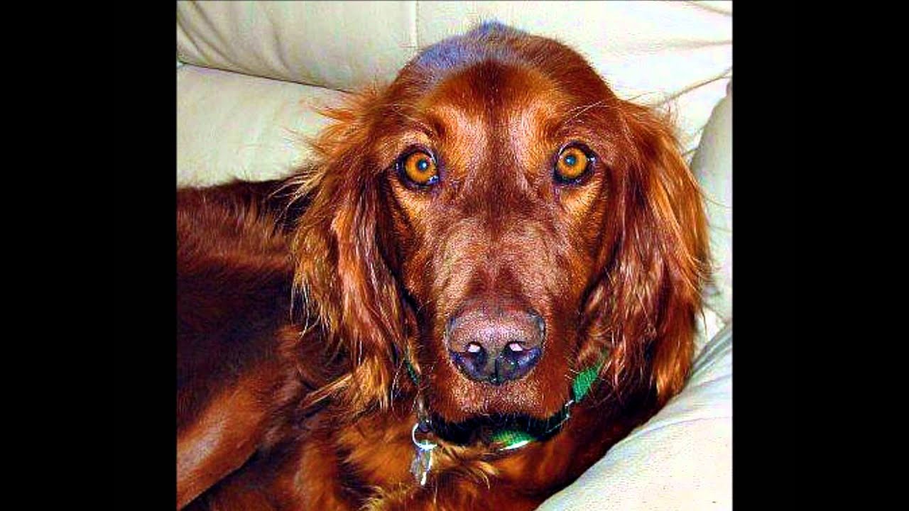 Psa for save our setters youtube