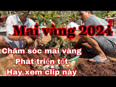 cách chăm sóc mai vàng phát triển tốt _ không bị suy chết cây 2023 mới nhất