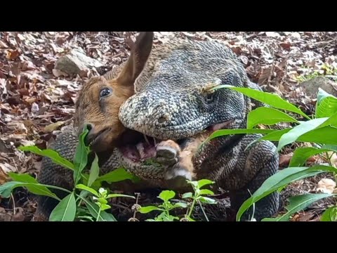 This is the first time I've seen a Komodo dragon hunting that fast😱