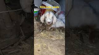 First Meeting With The Mother Of The New Goat