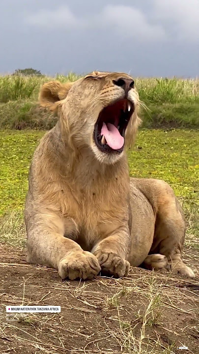  Mikumi National Park.   #tanzaniasafari #ngorongoro #wildlife #safari #africansafaris  #travel