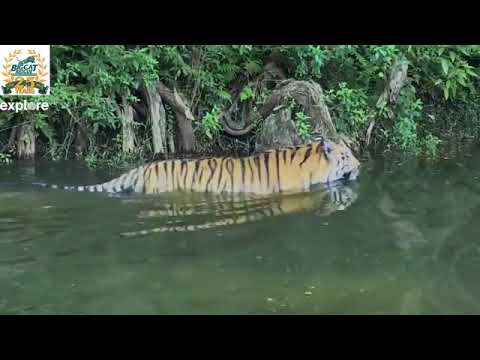 cheetah running speed Seth Tiger Swimming LIVE at Big Cat Rescue