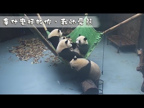 《熊貓早晚安》拿什麼拯救你，我的愛熊 | iPanda熊貓頻道