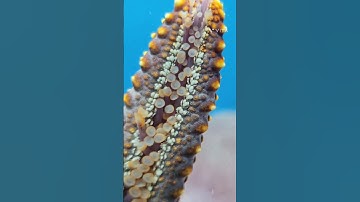 aquarium.....detailed starfish....