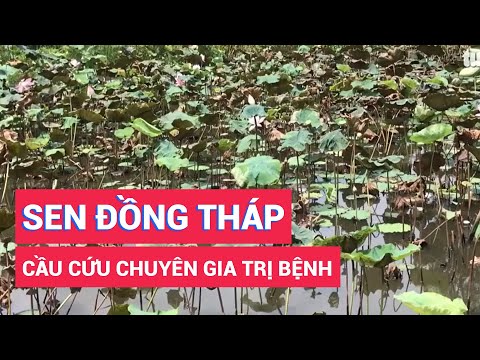 Video Nông dân trồng sen Đồng Tháp cầu cứu chuyên gia trị... - youtube