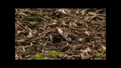 The Butterfly effect.mp4