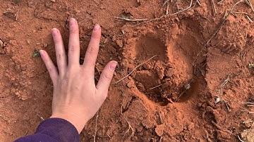 SKILLS: Animal Track Identification