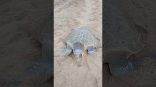 olive Ridley turtle 🐢🐢#shorts #ytshorts #seachannel #turtle