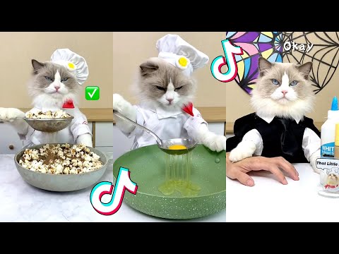 видео: That Little Puff | Cats Make Food 😻 | Kitty God & Others | TikTok 2024 #85