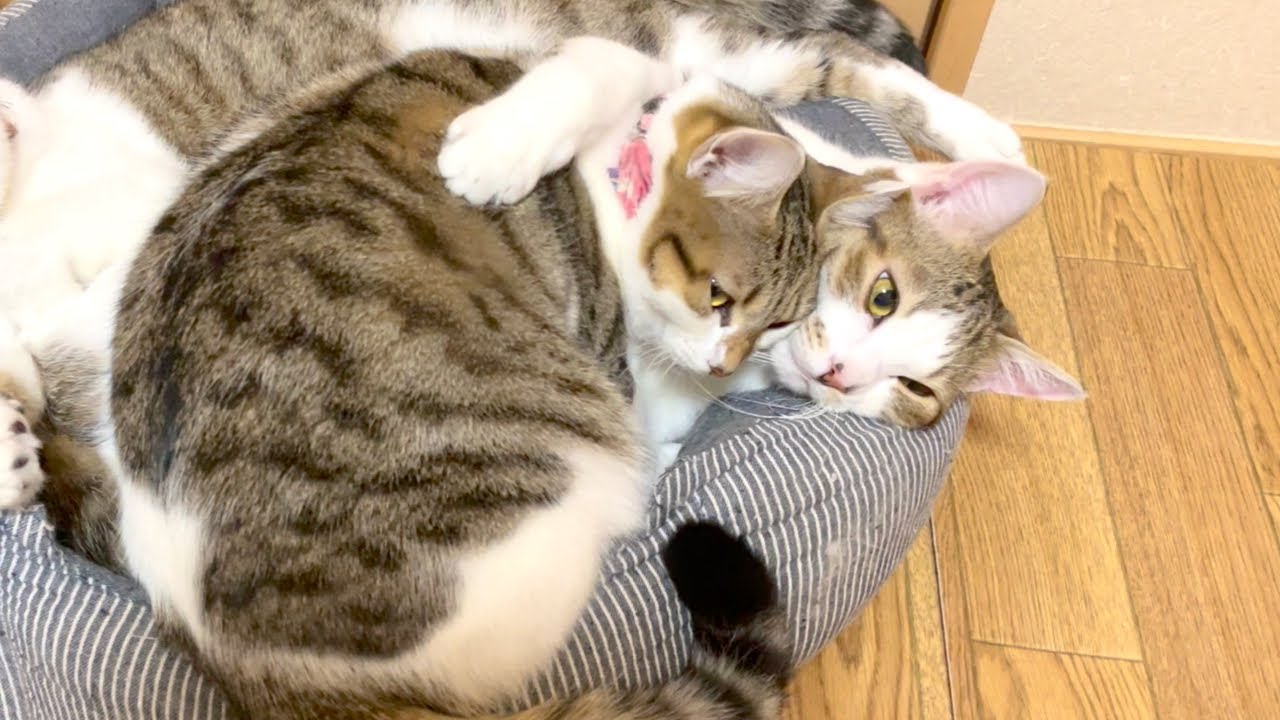 人目を気にせず抱き合って寝る猫がこちら Youtube