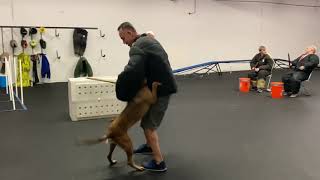 K9 bite work practice - PSA