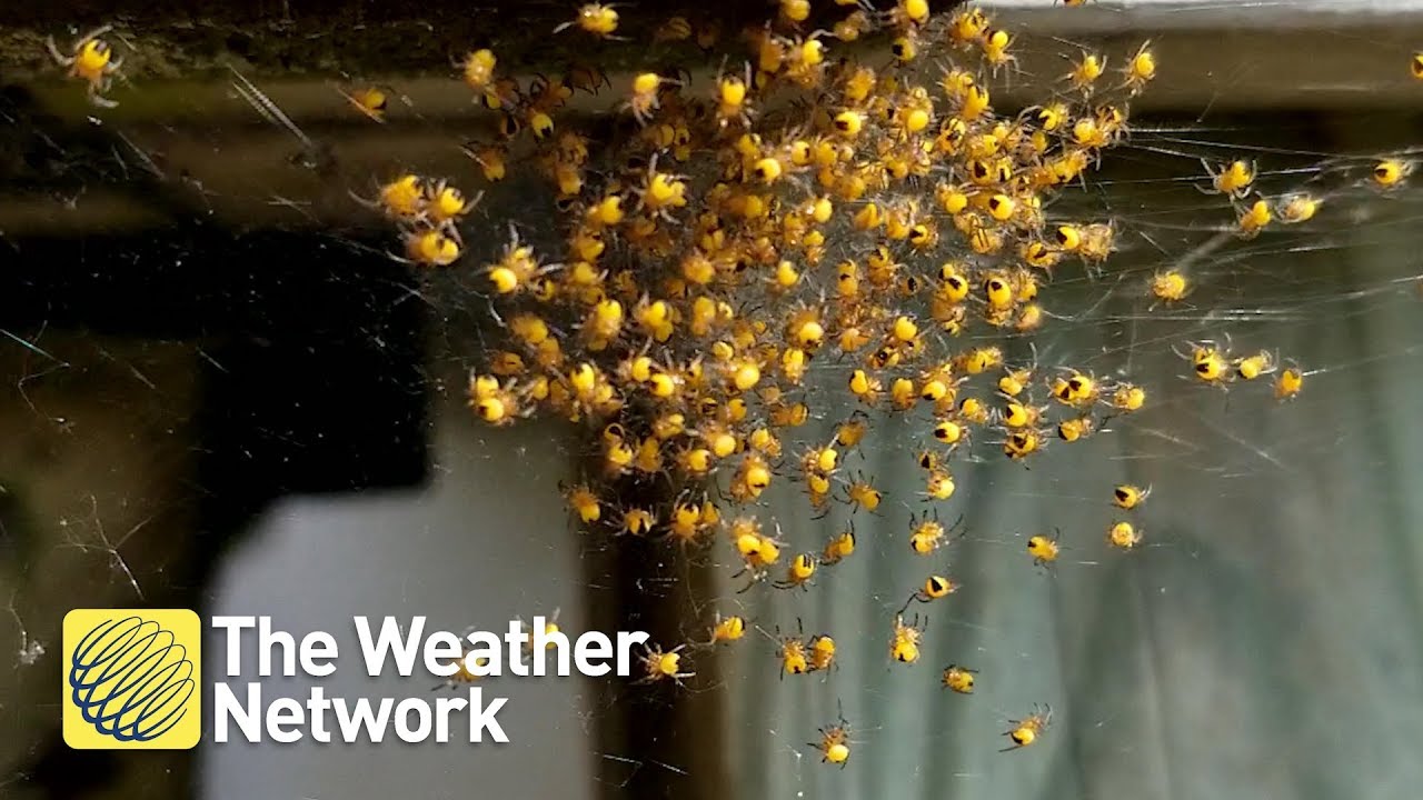 video phone beyonce mp3 Disrupting this cluster of baby spiders is pure nightmare fuel