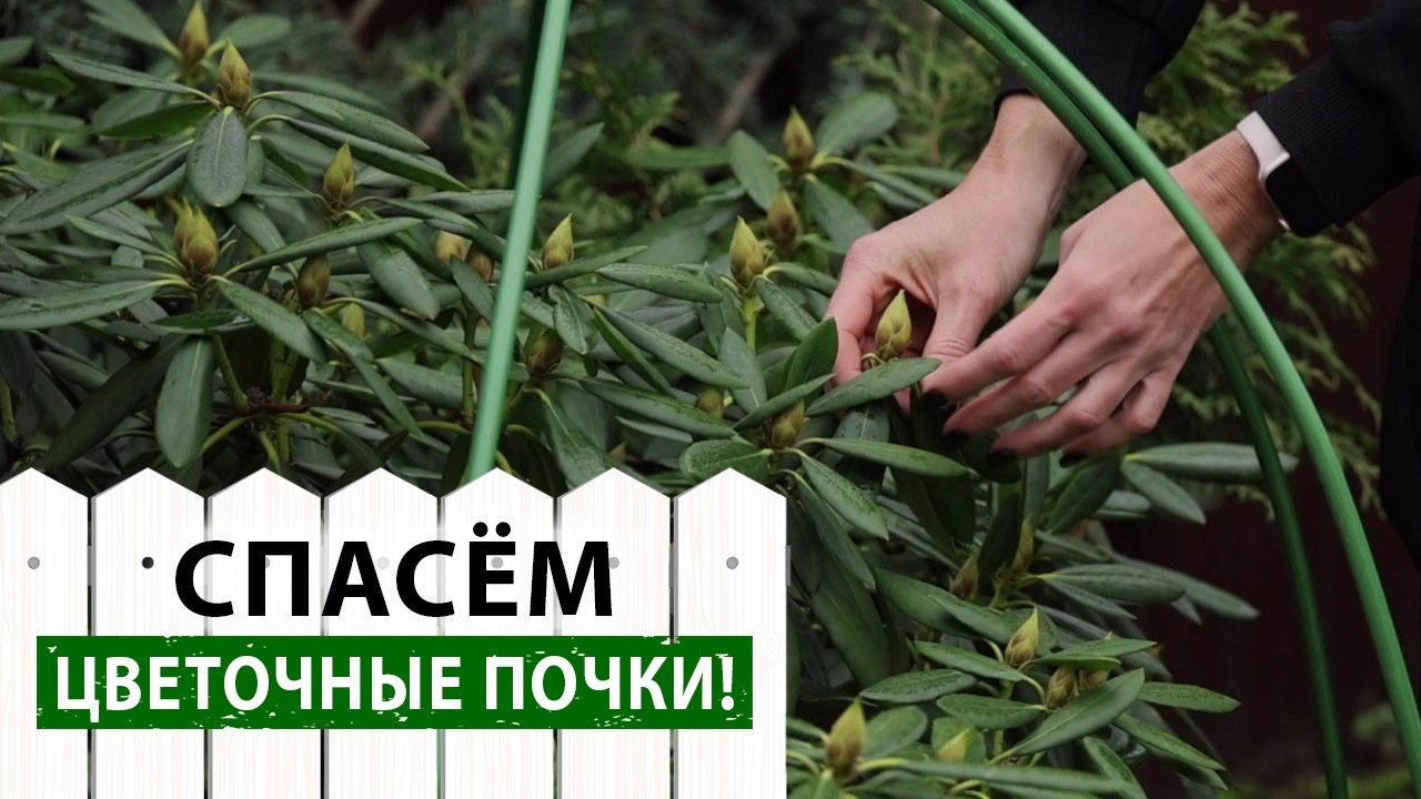 Рододендрон вечнозеленый: Как подготовить к зиме и нужно ли его укрывать? Правила ухода осенью