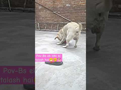End m kya kiya Rocky😂#doggielife #funnylabradorpuppy #jaishreeram #funnydogshorts #comedydog