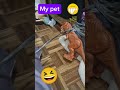 Look! My Pet!