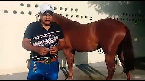 O que é via subcutânea em cavalos?