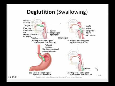 Digestive System Lecture - YouTube