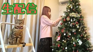 【生配信11/8】テトの健康診断検査結果と気分はすっかりクリスマス生配信🐈🎄