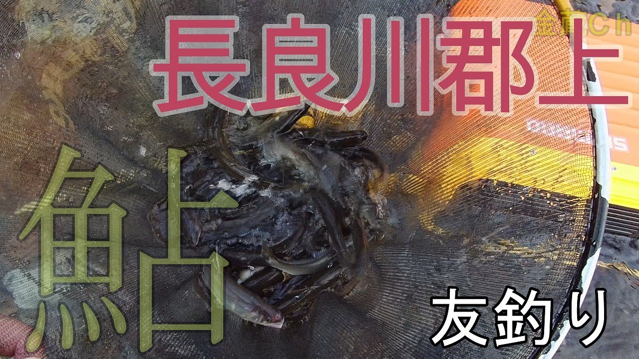 長良川郡上　　厳しい釣りでした　６月８日