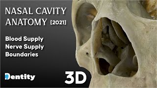 Nasal Cavity Anatomy شرح