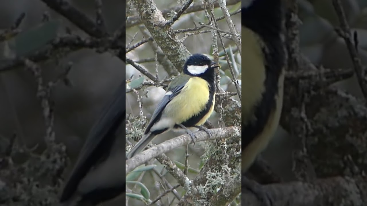 De sus distintos, variopintos cantos, 👆🏻éste, el más común. Carbonero común (Parus major).