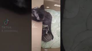 unboxing sepasang musang pandan