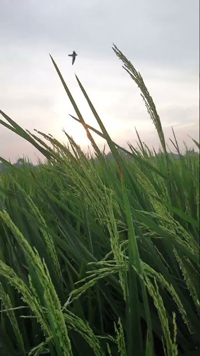 Damai dengar suara angin di sawah