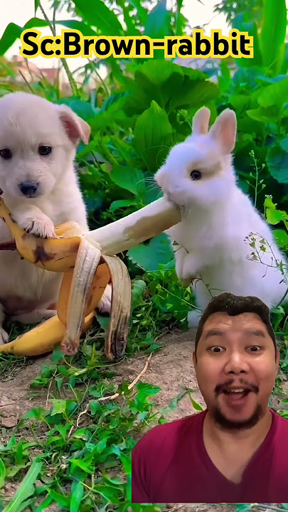Persahabatan DOGGIE dan rabbit!!berdua asik makan pisang!!? #cute #animals #comedy #remix