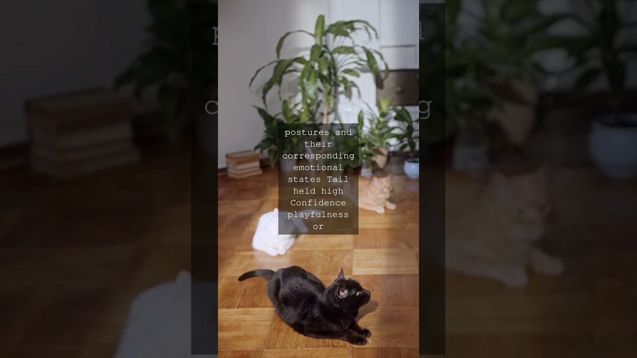 The Tail of Insight Unraveling Your Cats MindsetAs any cat lover knows our feline...