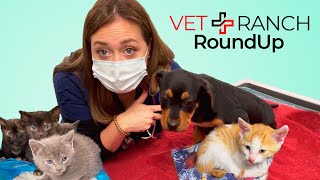 Vet Ranch ROUNDUP! Kittens dumped at City Sports Park and a precious Hit by Car case :( by Vet Ranch RoundUp 43,164 views 2 years ago 18 minutes