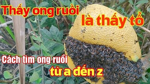 Thấy ong ruồi là thấy tổ | Cách tìm ong ruồi từ a đến z | Ong Rừng HD