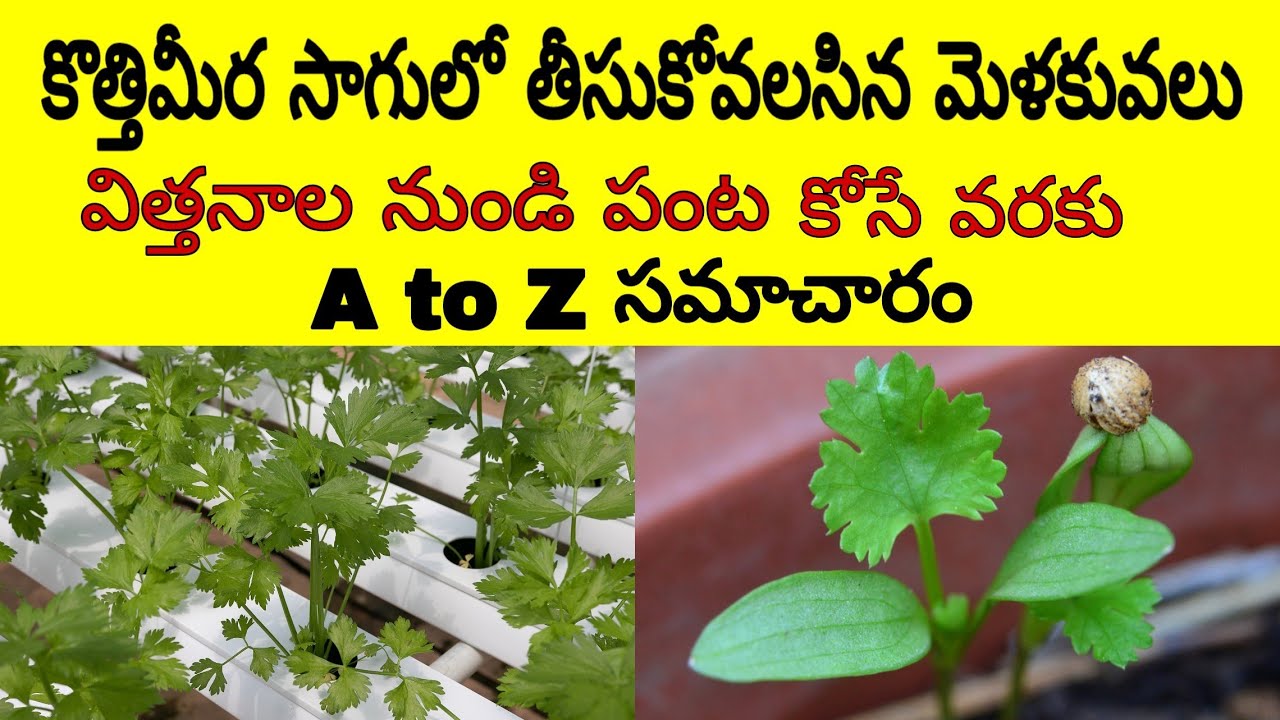 Coriander Cultivation Guide // Coriander A to Z Information YouTube