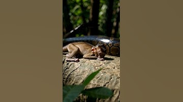 Shocking Video Shows Baby Monkey in Danger of a Giant Python in The Forest - Animal Rescue