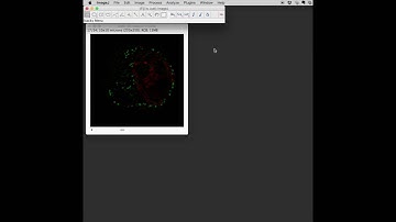 FIJI: Orthogonal views of 3D data