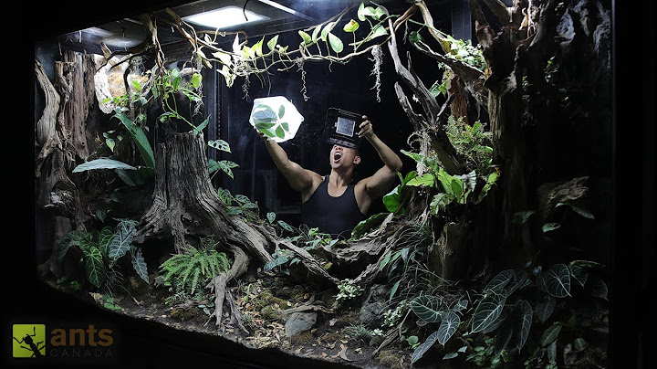 I Unleashed a Green Predator Into My Giant Rainforest Vivarium