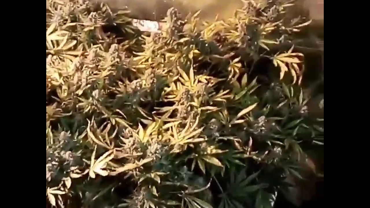 Current Culture Challenge Guess The Weight