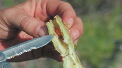 Invasive Species in Texas