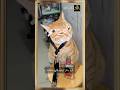 قط يعيش في فيلم أكشن ياكوزا كونغ فو باتمان وثور في فيديو واحد Cats Cat اكسبلور Funny Viral قط يعيش في فيلم أكشن ياكوزا كونغ فو باتمان وثور في فيديو واحد Cats Cat اكسبلور Funny Viral